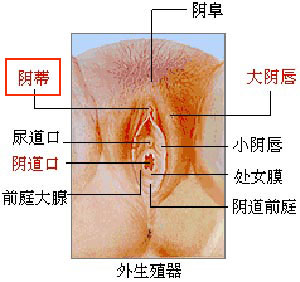 觸摸陰蒂能激發她強烈性交欲望？