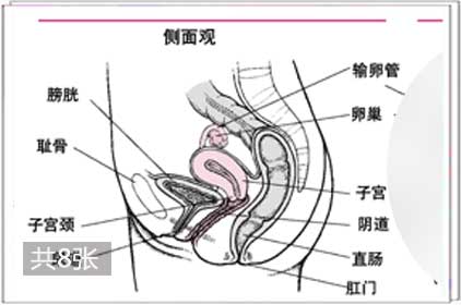 兩性