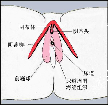 圖解：成熟處女的陰道高清構造