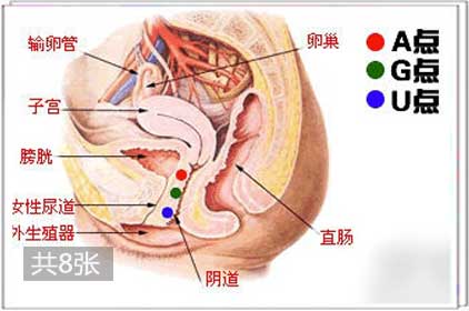 兩性