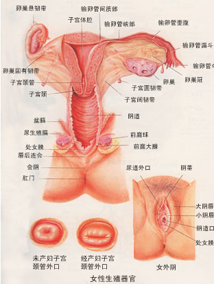 深度探秘女人高潮時陰道抽搐多少次