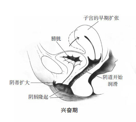 女性陰唇性興奮時濕潤顏色變化