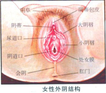 深度解析女人陰道裡的標準尺寸