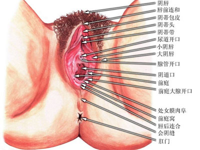 最強陰道！女性私密處驚人數據全曝光