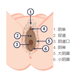 圖解：女性外陰到底是個啥樣？