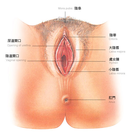 深度解析女人陰道裡的標準尺寸