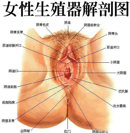 圖解：成熟處女的陰道高清構造