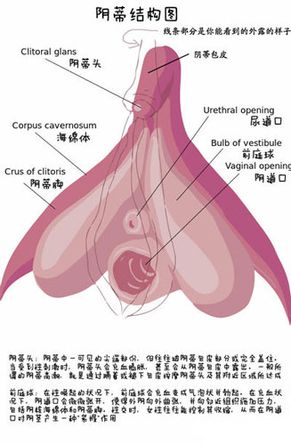 詳解女性陰蒂陰道口的位置(高清圖)