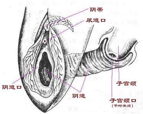 兩性