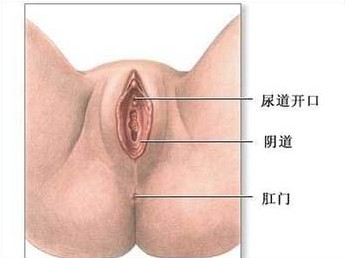 女性私處成熟全過程3D圖詳解