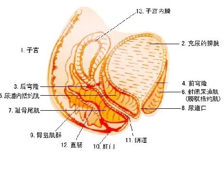 女性私處成熟全過程3D圖詳解