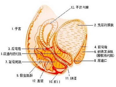 兩性