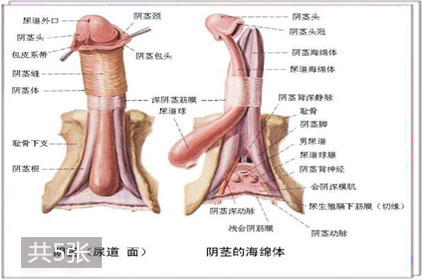 兩性