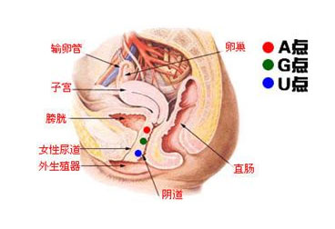 A點G點U點，女人性高潮閥門在哪