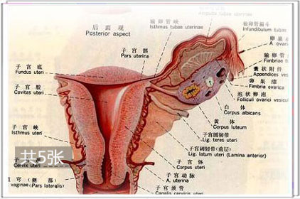 在性愛中子宮收縮反應