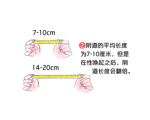 套圖：陰道有多長，能容納多大丁丁