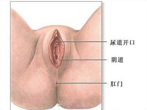 看最健康女性生殖器官